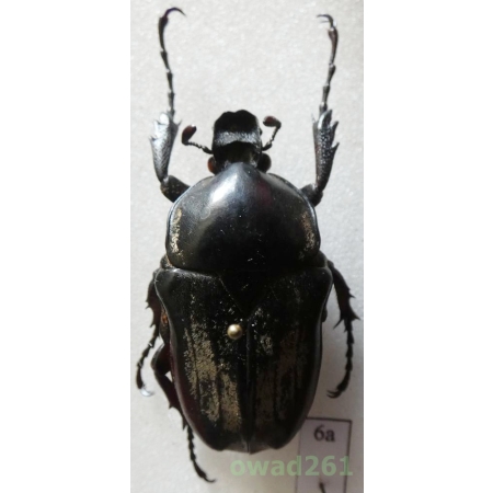 Herculaisia malaleuca Fairmaire, 1899 female 32mm Vietnam6a